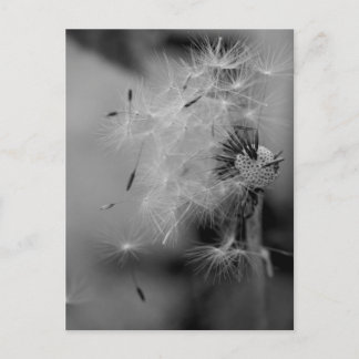 Carte Postale Dandelion