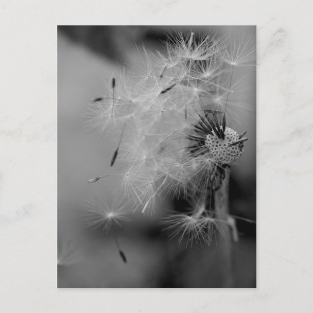 Carte Postale Dandelion (Devant)