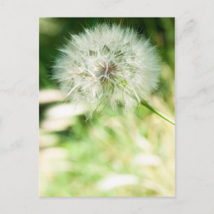 Carte Postale Dandelion à bouffées