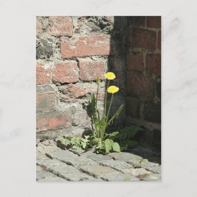 Carte Postale Dandelion au soleil. (Devant)