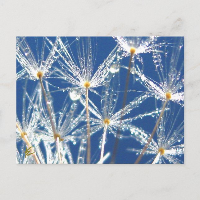 Carte Postale Dandelion Avec Dew Joyeux Nature (Devant)