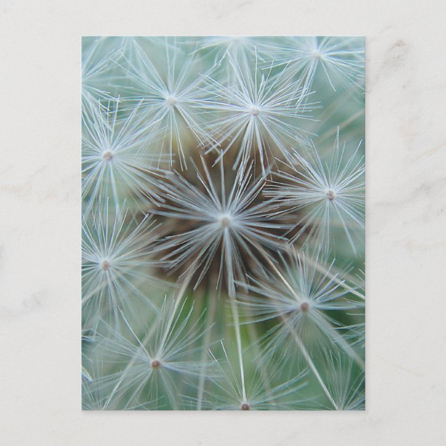 Carte Postale Dandelion blanc (Devant)