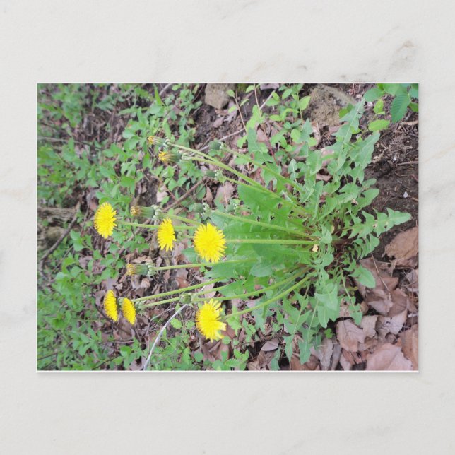 Carte Postale Dandelion Bundle (Devant)