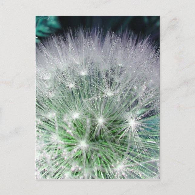 Carte Postale Dandelion cool vert et blanc avec gouttes d'eau (Devant)