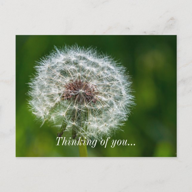 Carte Postale Dandelion Dans La Lumière De La Pensée De Votre Ca (Devant)