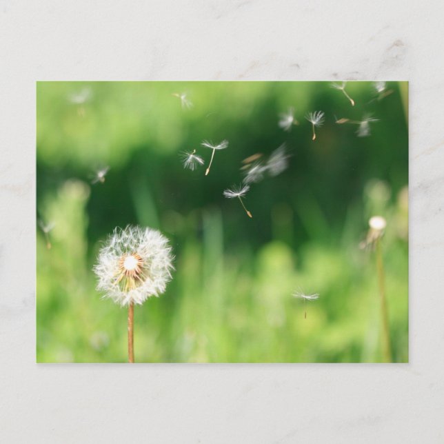 Carte Postale Dandelion dans le vent (Devant)