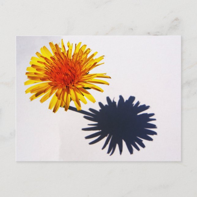 Carte Postale Dandelion et ombre pccnm (Devant)