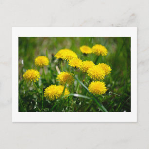 Carte Postale Dandelion Fleurs Dandelions Jaune Vert