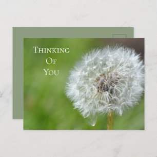Carte Postale Dandelion Flower Thing of You