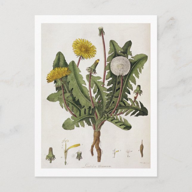 Carte Postale Dandelion (gravure couleur) (Devant)