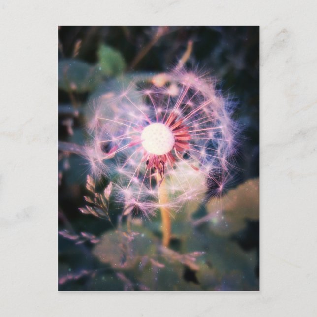 Carte Postale Dandelion Magie (Devant)