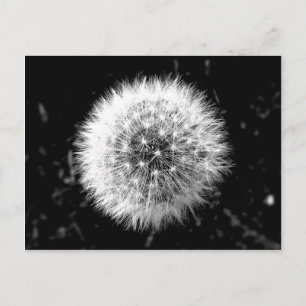 Carte Postale Dandelion noir et blanc