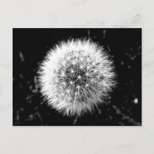 Carte Postale Dandelion noir et blanc (Devant)