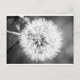 Carte Postale Dandelion noir et blanc