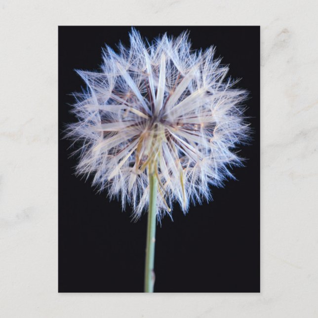 Carte Postale Dandelion (Taraxacum Officinale) (Devant)