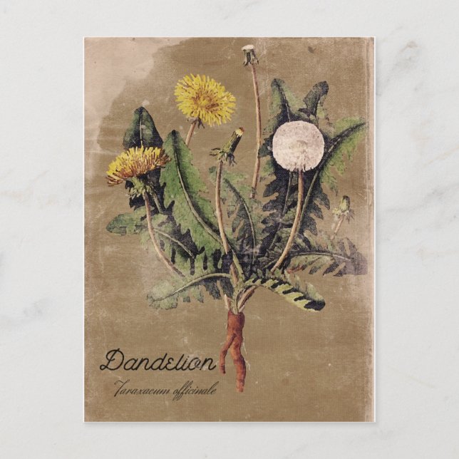 Carte postale DandelionFlower de style vintage (Devant)