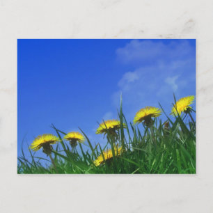 Carte Postale Dandelions