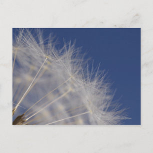Carte Postale Dandelions