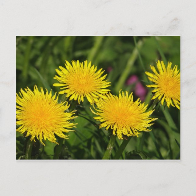 Carte Postale Dandelions (Devant)