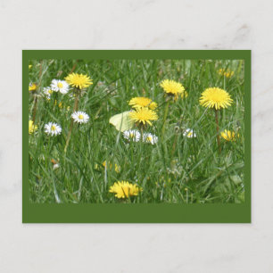 Carte Postale Dandelions & Daisy Grass Field do-it-yourself Cart