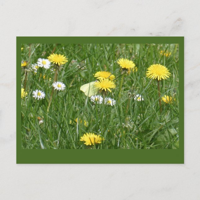 Carte Postale Dandelions & Daisy Grass Field do-it-yourself Cart (Devant)