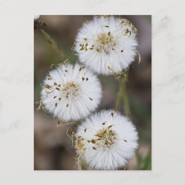 Carte Postale Dandelions Fluffy (Devant)
