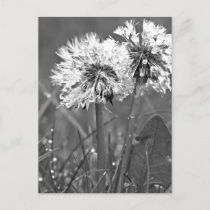 Carte Postale Dandelions noirs et blancs et rosée