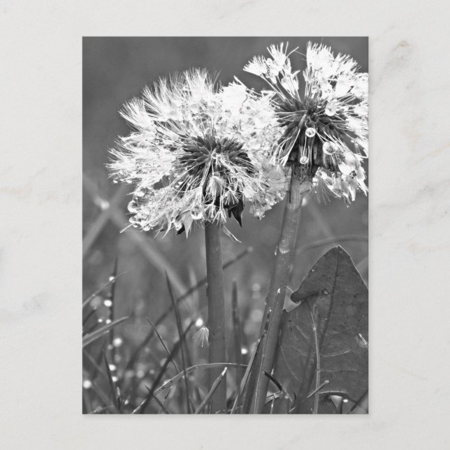 Carte Postale Dandelions noirs et blancs et rosée (Devant)