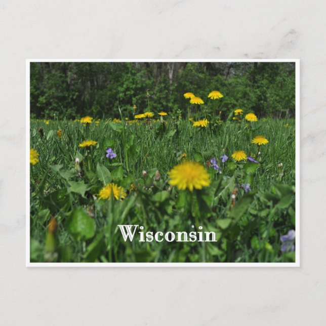 Carte Postale Dandelions & Violettes (Devant)