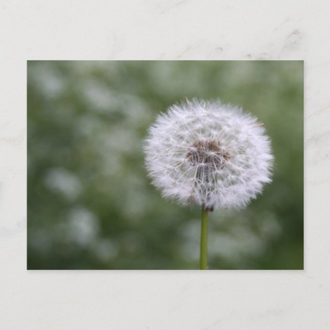 Carte postale Dandiliion (Devant)