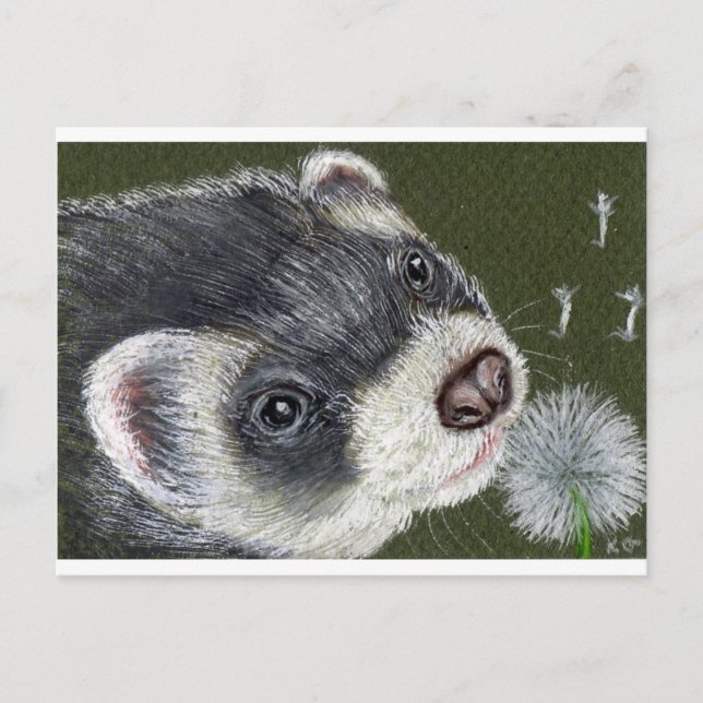Carte Postale Dandy Ferret (Devant)