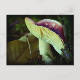 Carte Postale Danger dans l'obscurité - champignon rouge