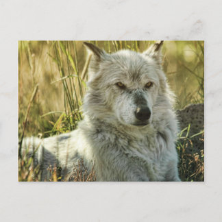 Carte Postale Dangereusement calme