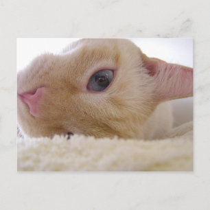 Carte Postale Daniel