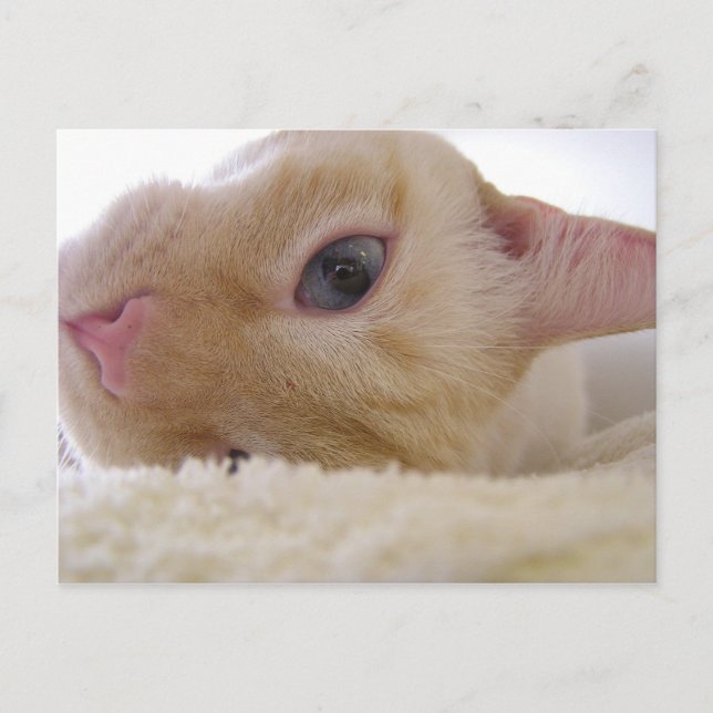 Carte Postale Daniel (Devant)