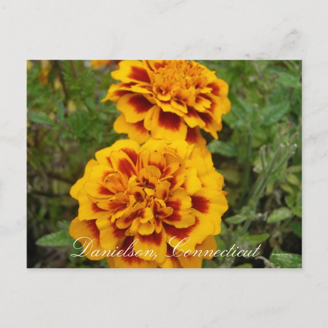 Carte Postale Danielson, Ct (Devant)