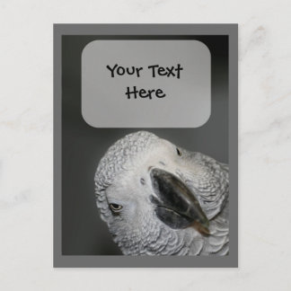 Carte postale d'animal face au perroquet gris d'Af