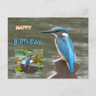 Carte postale d'Anniversaire aux martins-pêcheurs