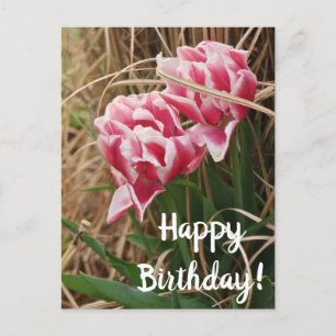 Carte postale d'anniversaire aux tulipes blanches 