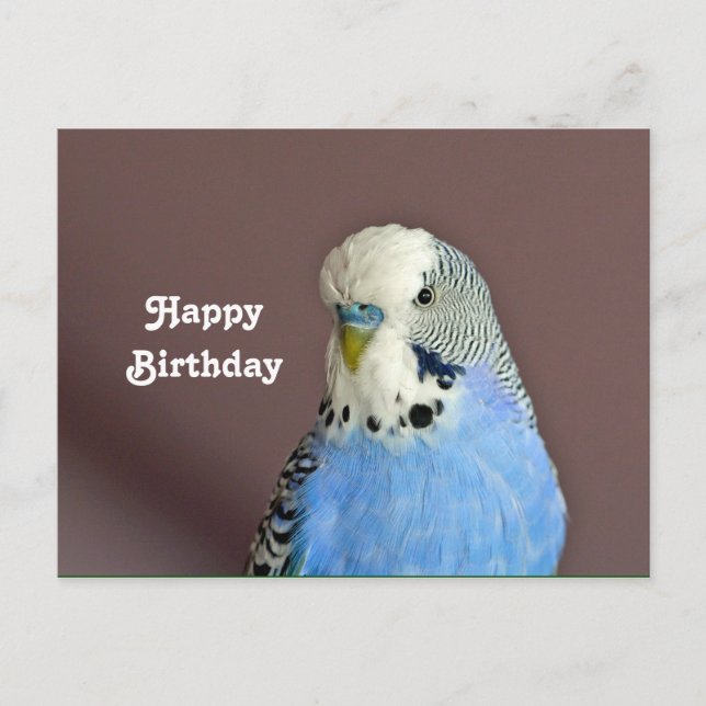 Carte postale d'anniversaire avec photo de perroqu (Devant)