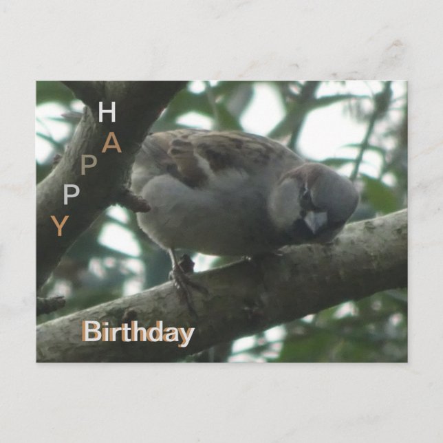 Carte postale d'anniversaire avec un moineau migno (Devant)