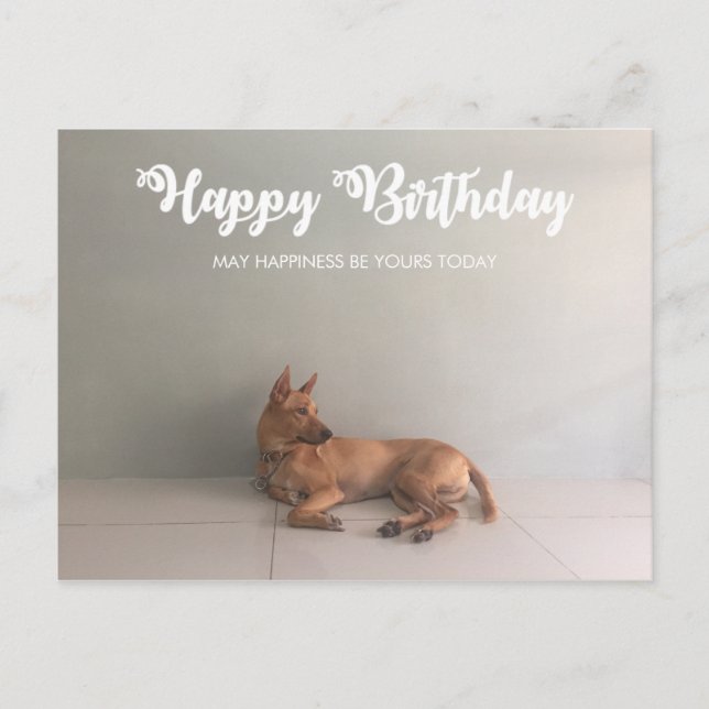 Carte postale d'anniversaire du chien de Ridgeback (Devant)