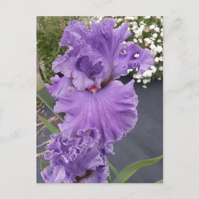 Carte postale d'anniversaire florale fleur violett (Devant)