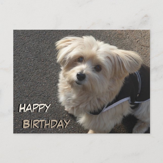 Carte postale d'anniversaire pour un mignon petit  (Devant)