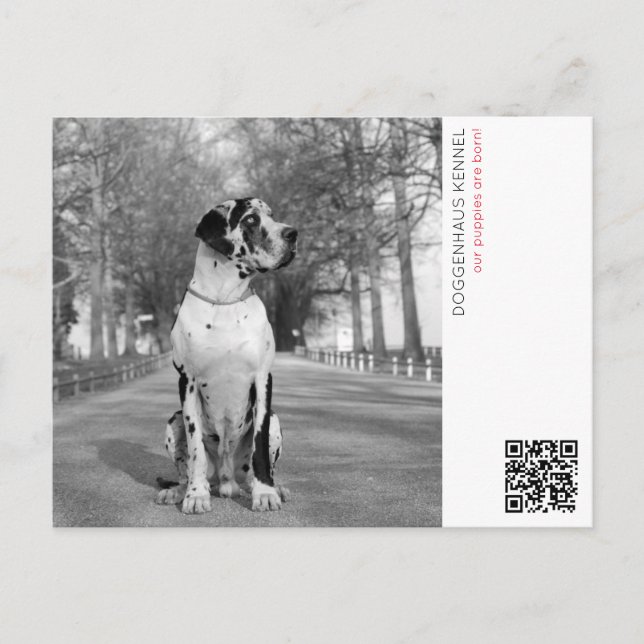 Carte postale d'annonce de chiot (Devant)