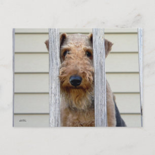 Carte Postale "Dans la niche"