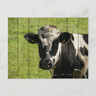CARTE POSTALE DANS LE CHAMP...