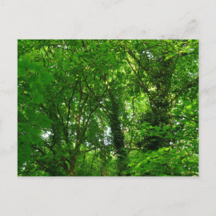 Carte Postale Dans les arbres