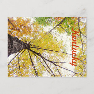 Carte Postale Dans les arbres par JerseyFawn