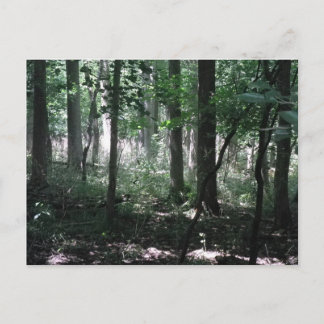 Carte Postale Dans Les Bois